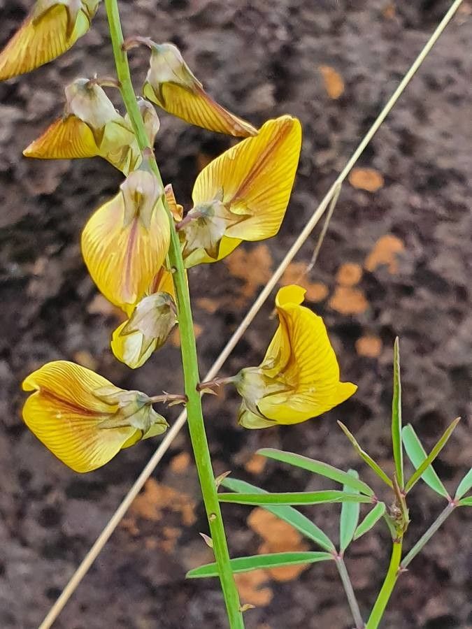 Crotalaria deserticola flower