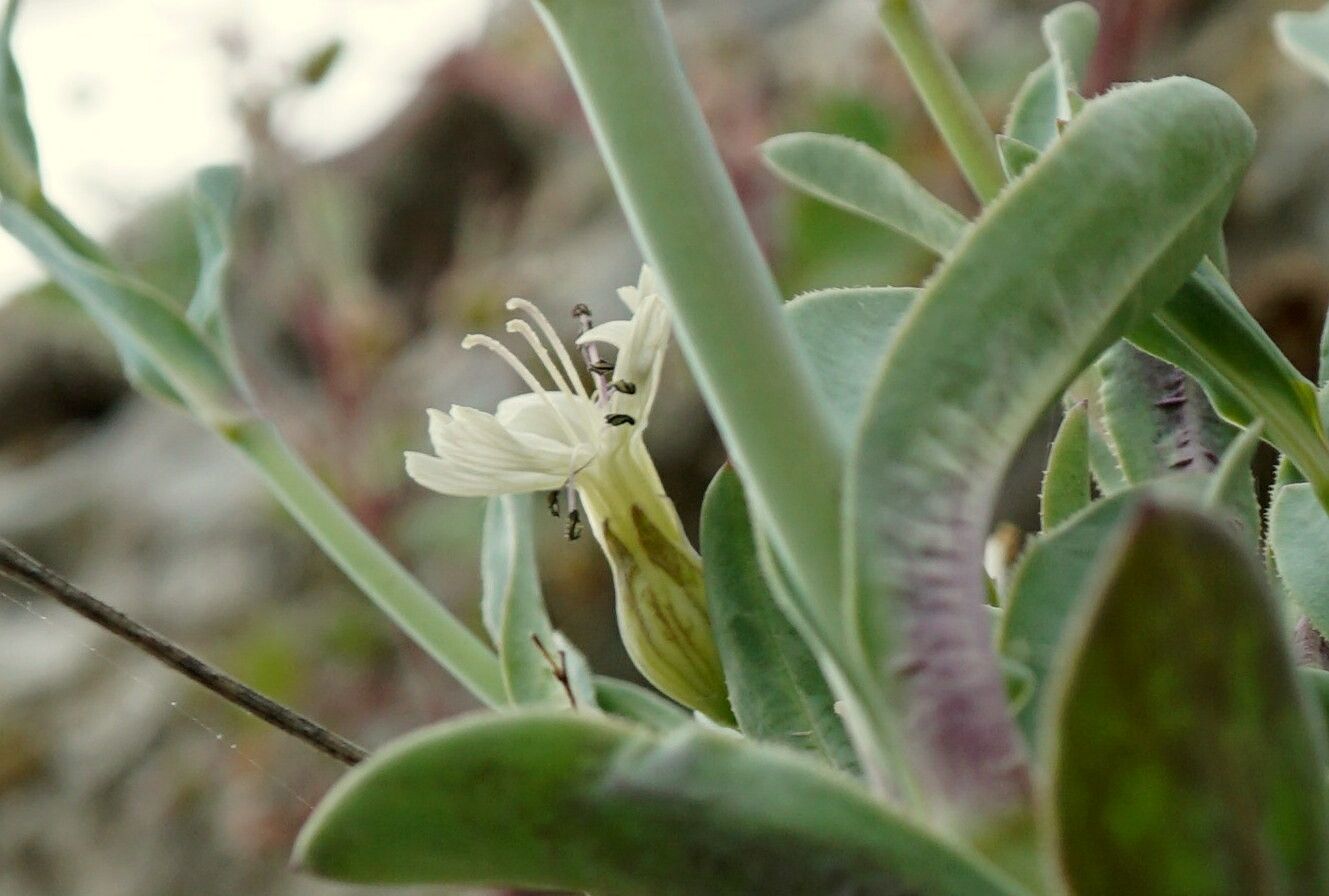 Silene csereii flower