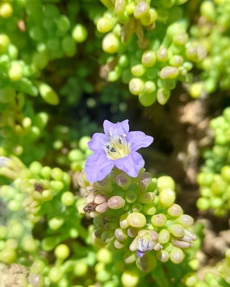 Nolana divaricata flower