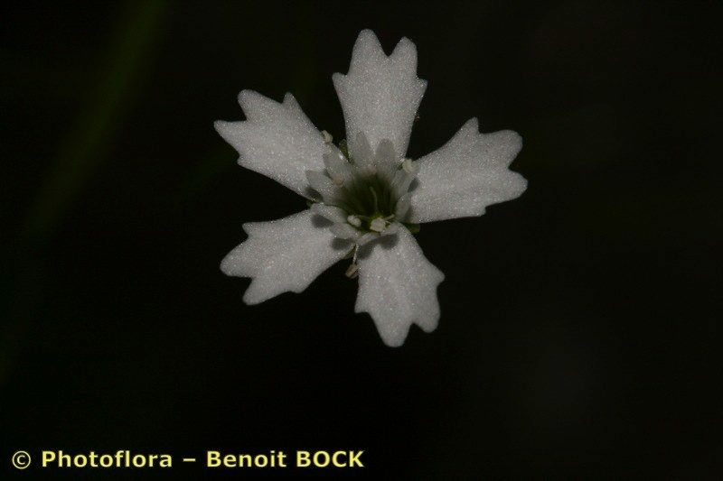 Heliosperma veselskyi — related species from the same genus