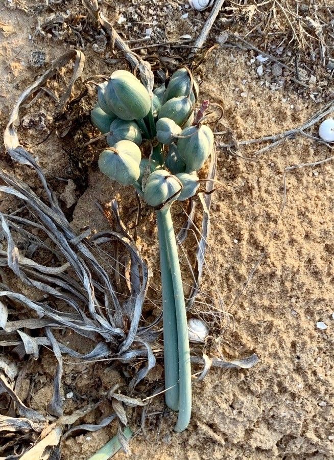 Pancratium sickenbergeri fruit