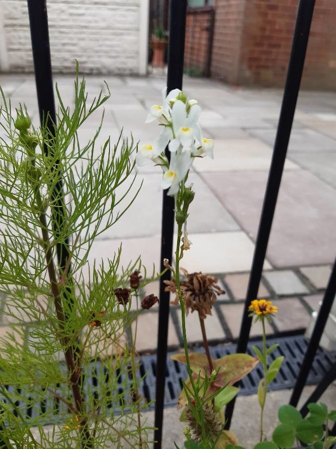 Linaria bipartita — search result for 'Linaria'