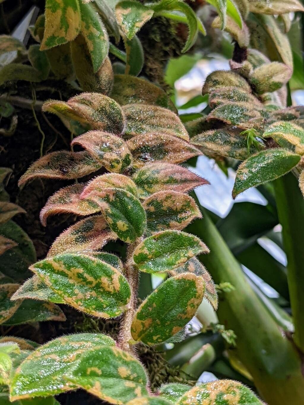 Columnea magnifica — search result for 'Columnea'