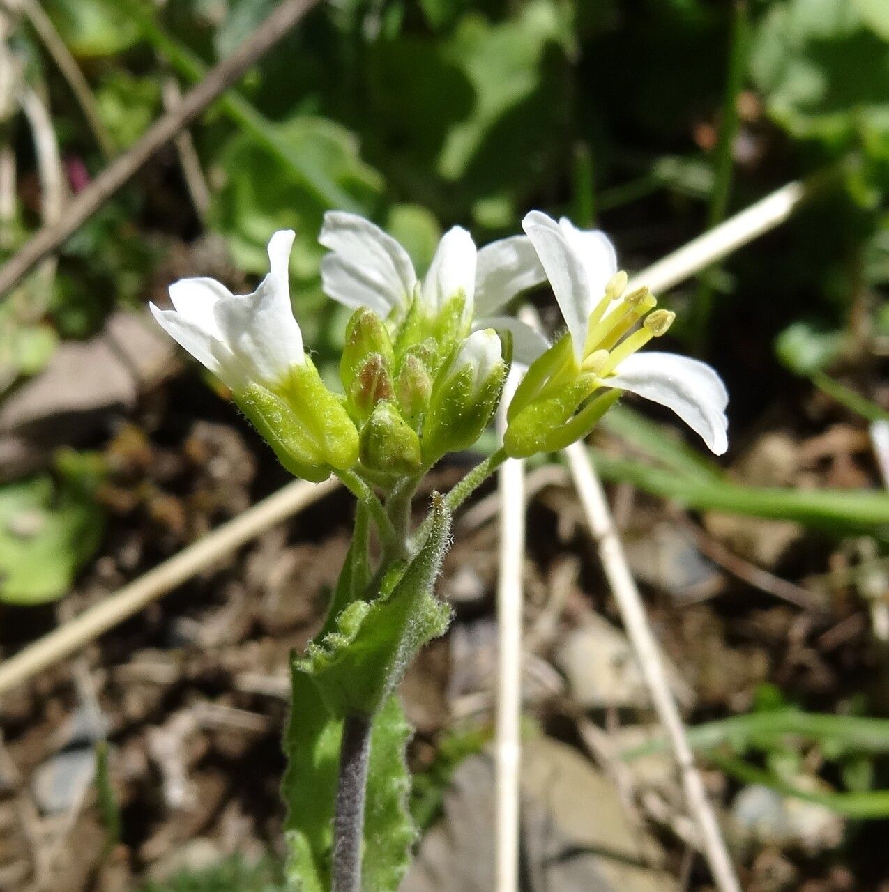 Draba muralis flower