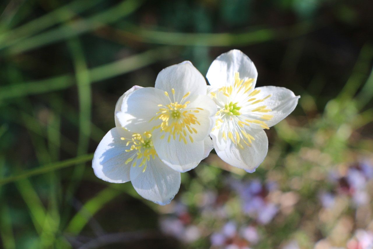 Thalictrum tuberosum flower
