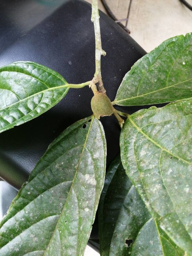 Quararibea funebris bark