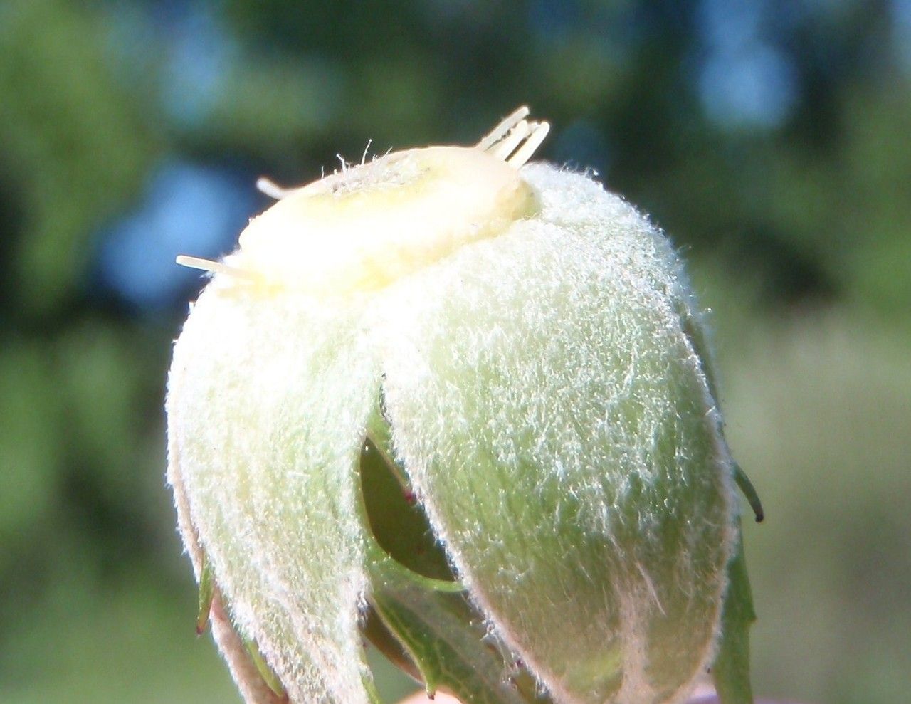 Rosa caesia fruit