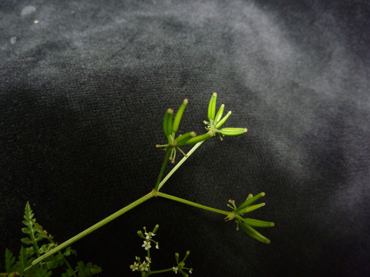 Chaerophyllum villosum habit