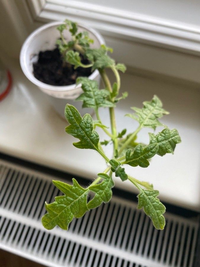 Tetradenia riparia leaf