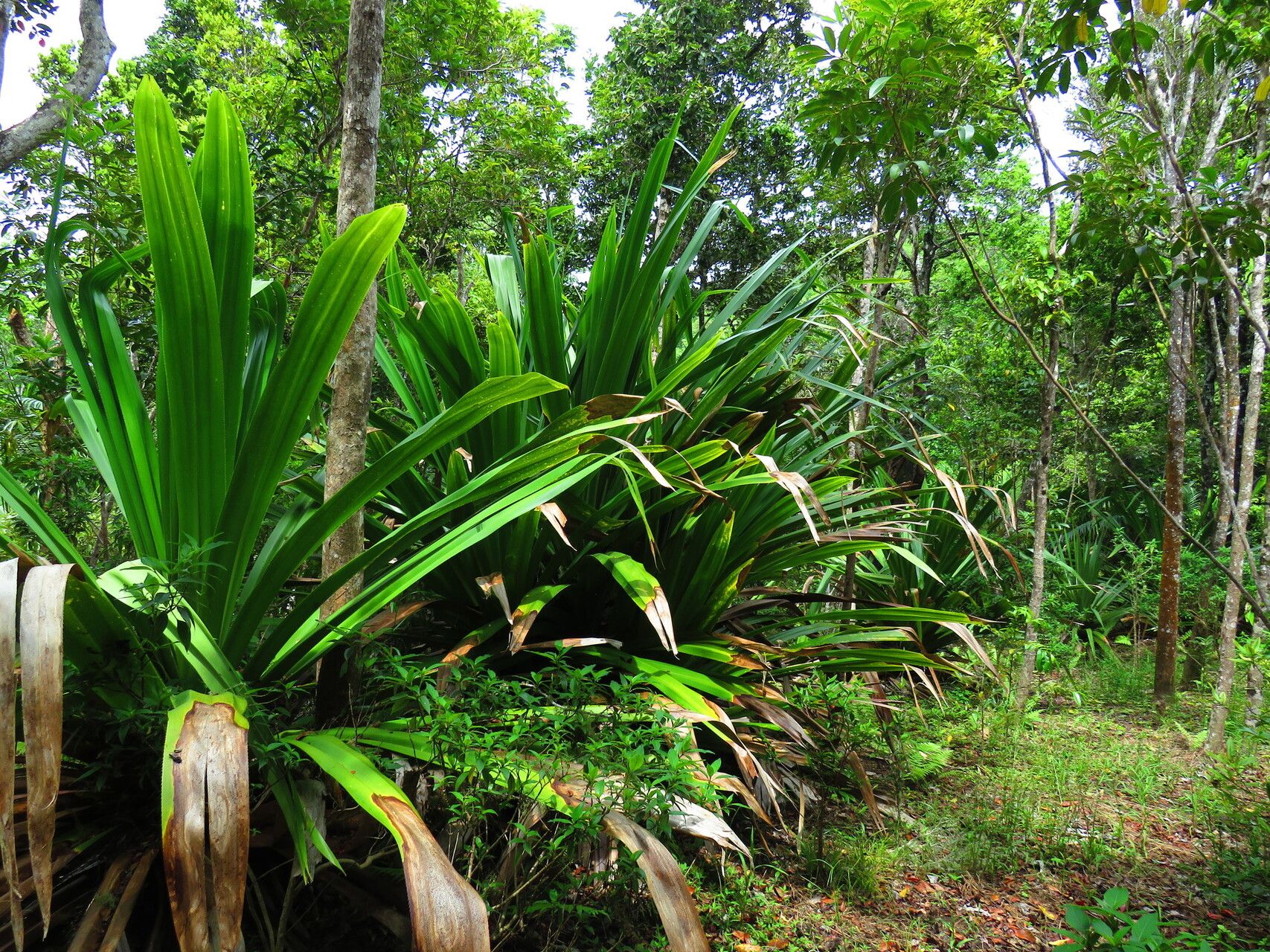 Pandanus macrostigma habit