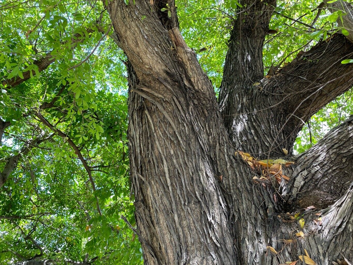 Picrodendron baccatum bark