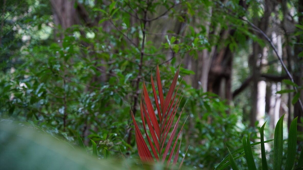 Calyptrogyne trichostachys — related species from the same genus