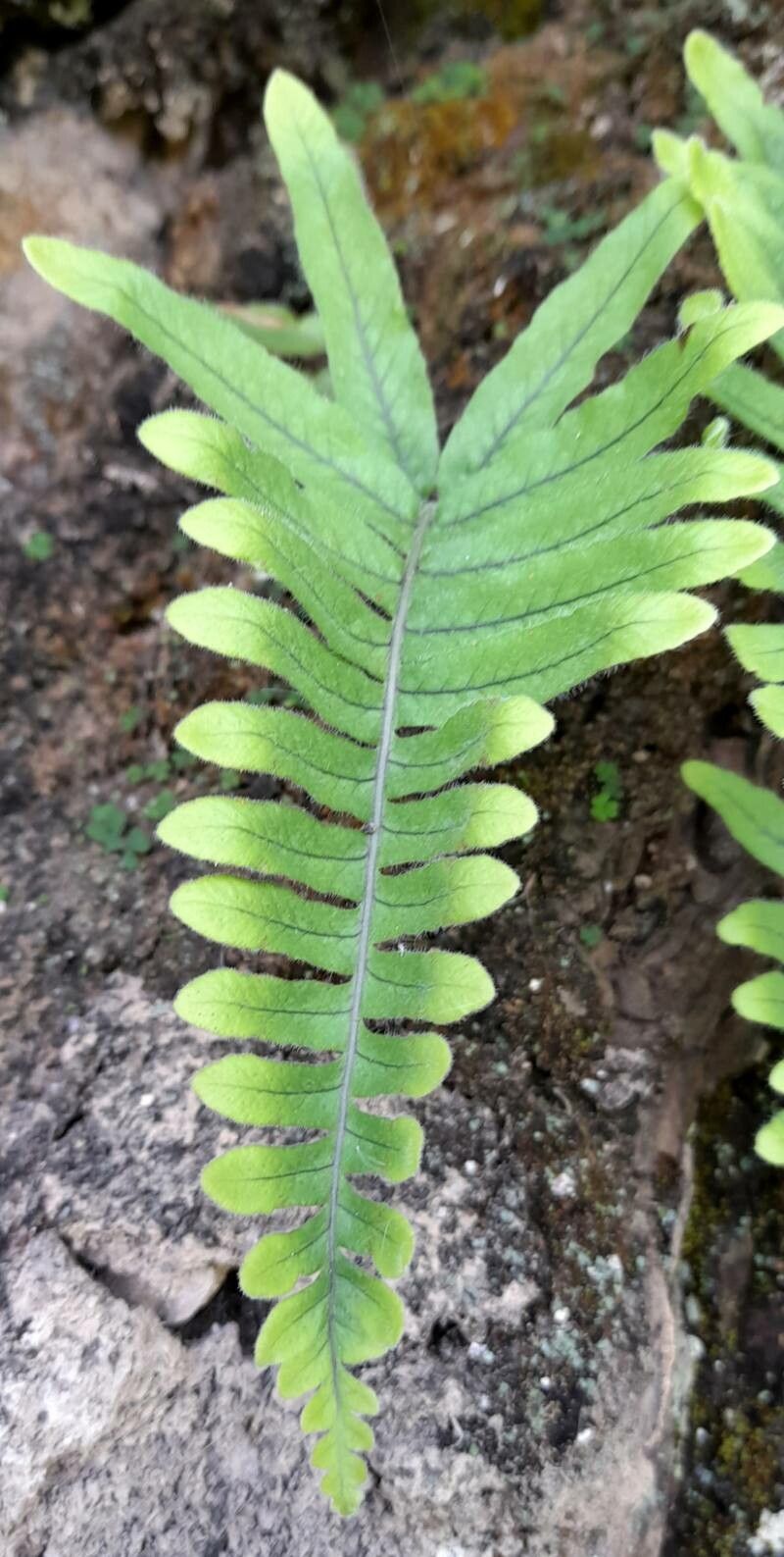 Serpocaulon lasiopus — related species from the same genus