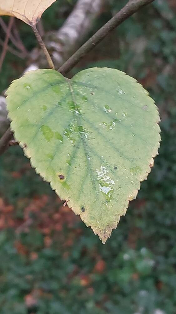 Betula potaninii leaf