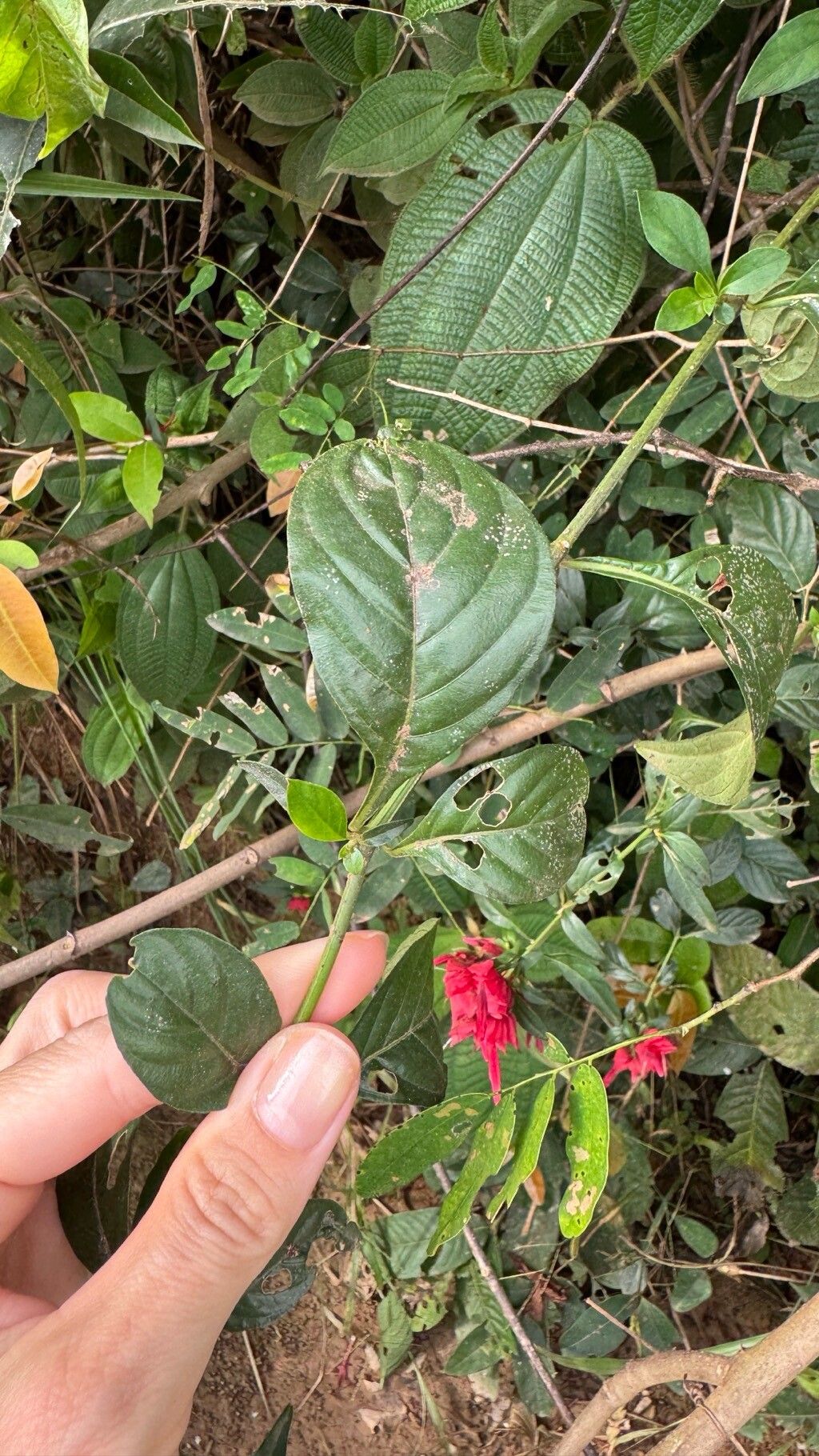 Lepidagathis floribunda — houseplant care guide