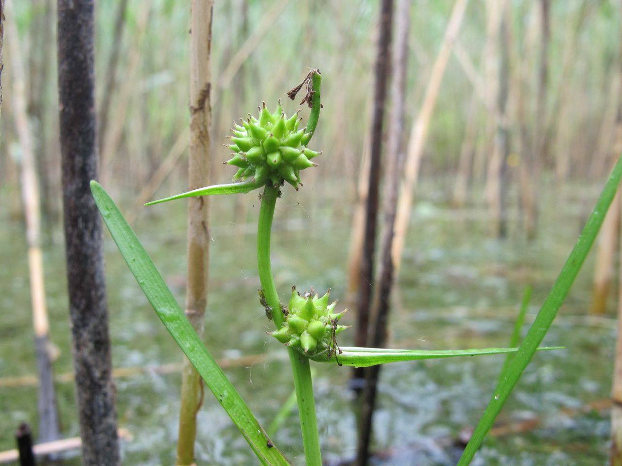 Sparganium natans fruit