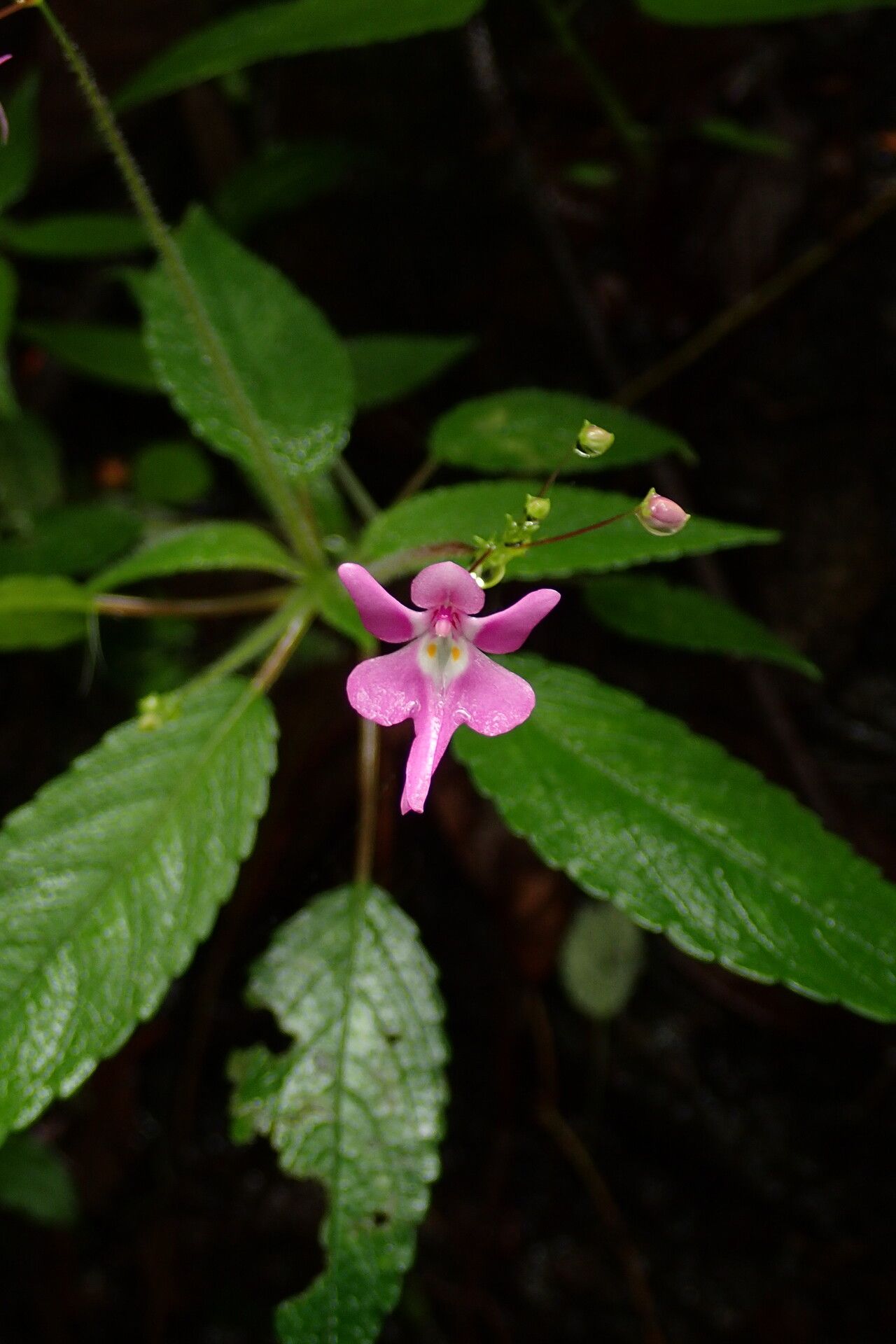 Impatiens kamerunensis flower