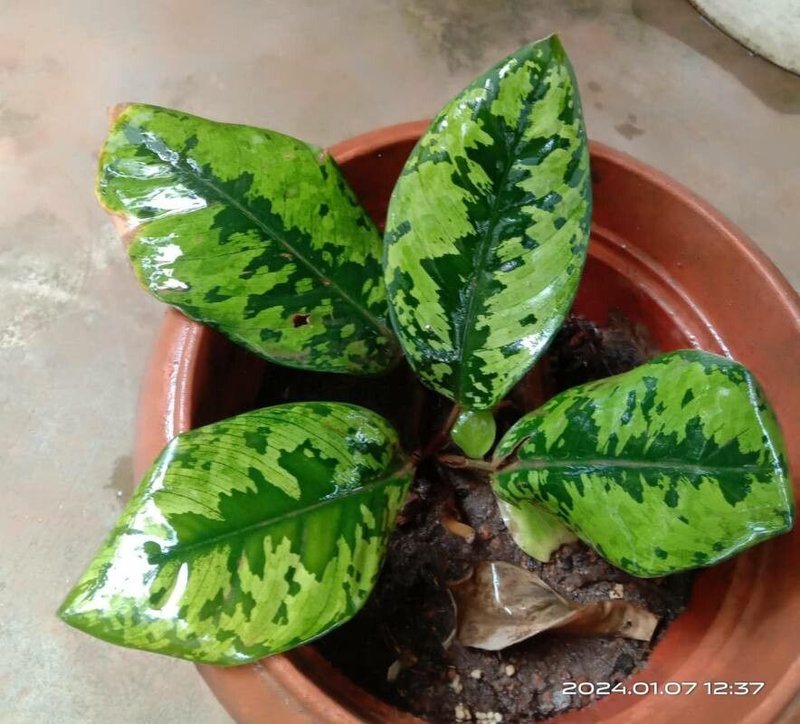 Adelonema wallisii leaf