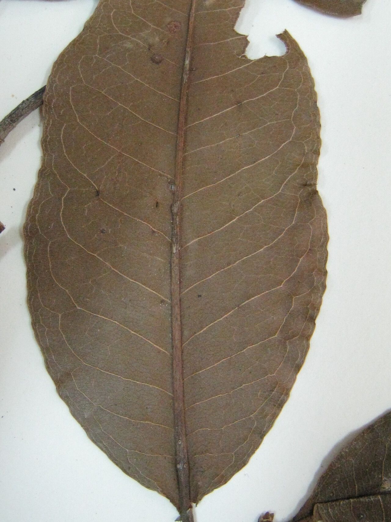 Couratari stellata other