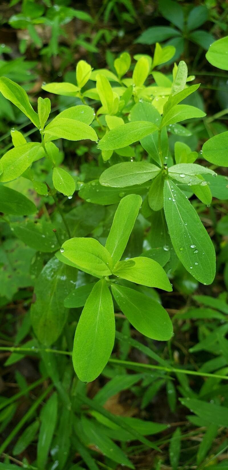 Hypericum punctatum — search result for 'Hypericum'