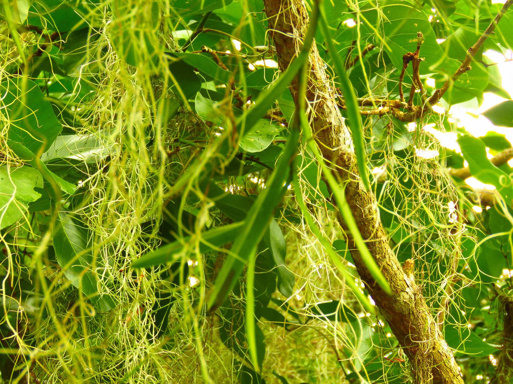 Epidendrum flexuosum bark
