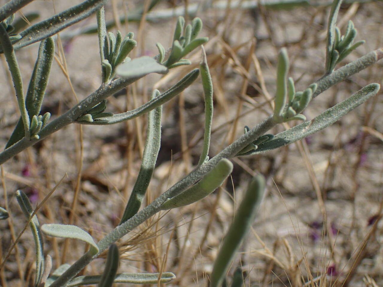 Malcolmia littorea — houseplant care guide