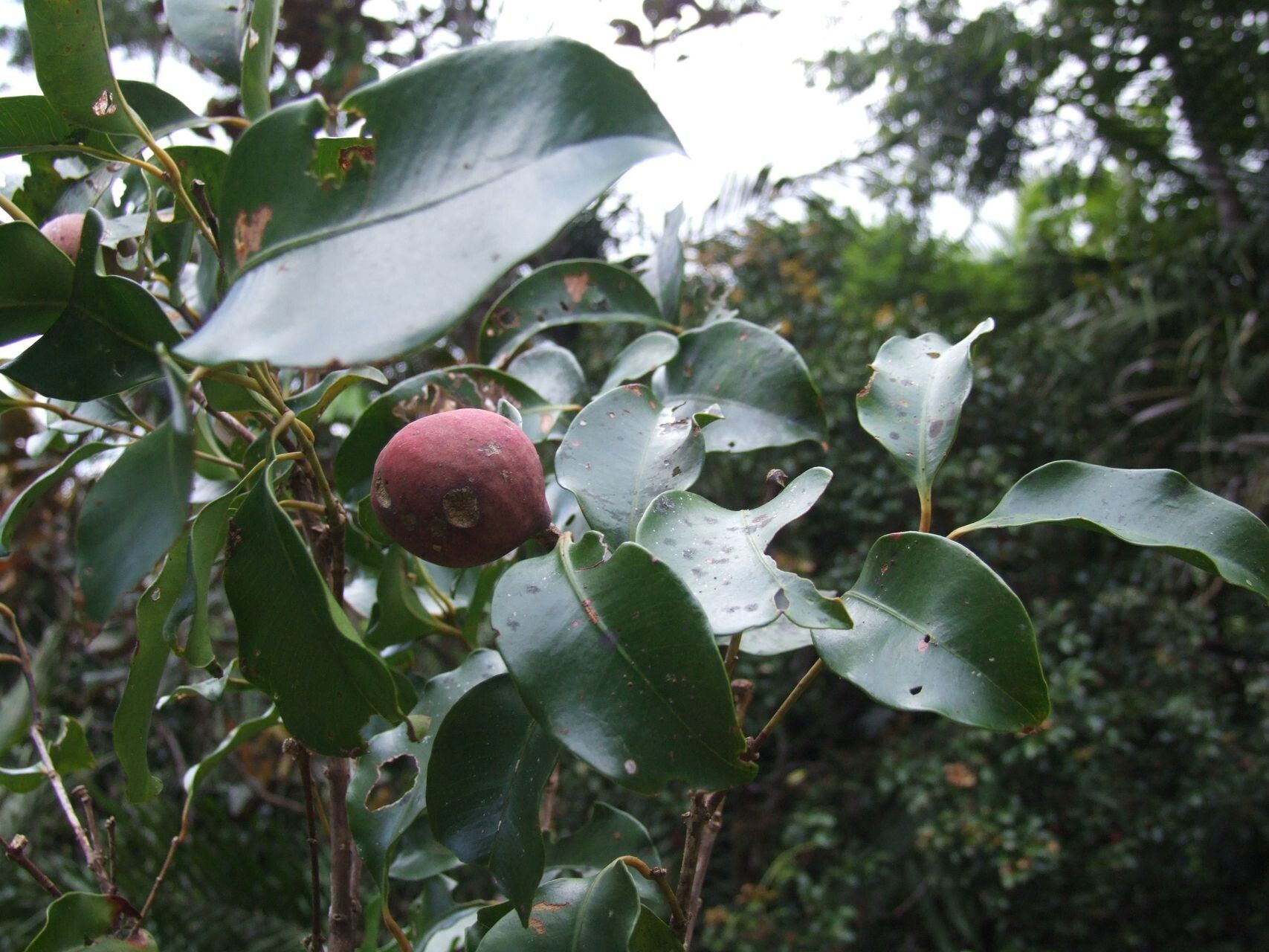 Syzygium neolaurifolium fruit