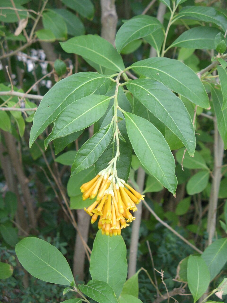 Cestrum aurantiacum flower