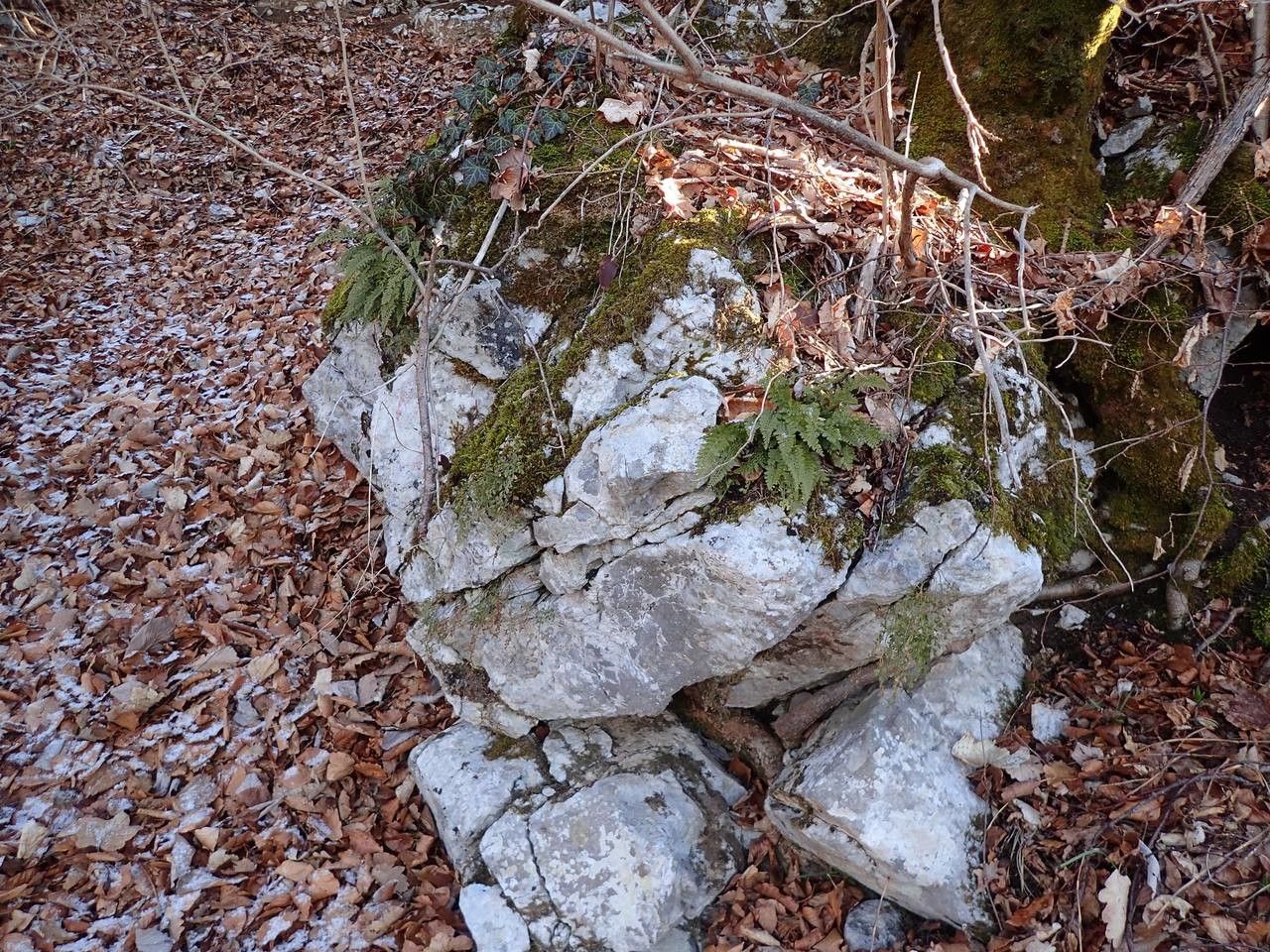 Asplenium yunnanense habit