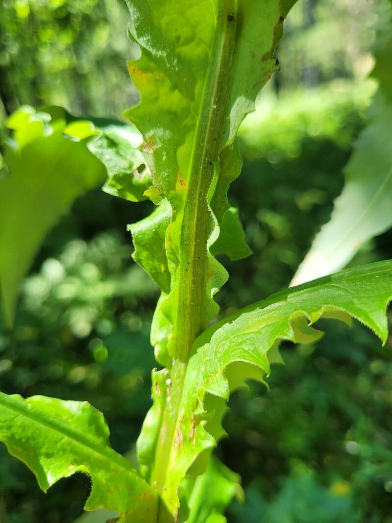 Saussurea parviflora — houseplant care guide