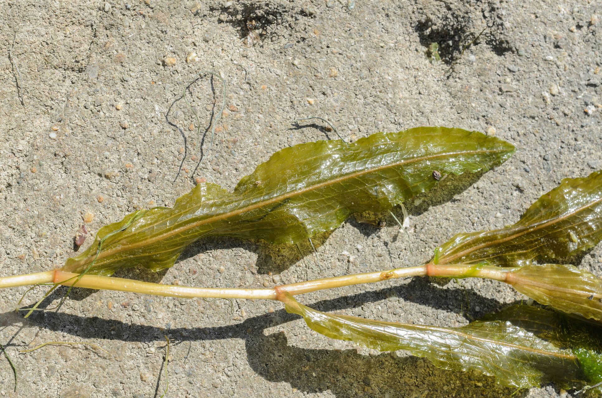 Potamogeton × salicifolius leaf