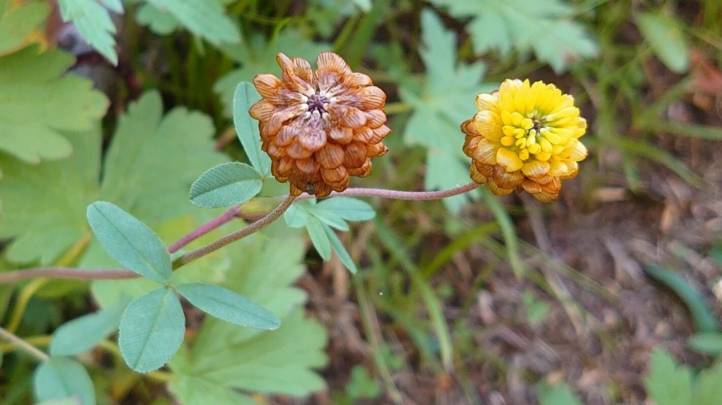 Trifolium badium flower