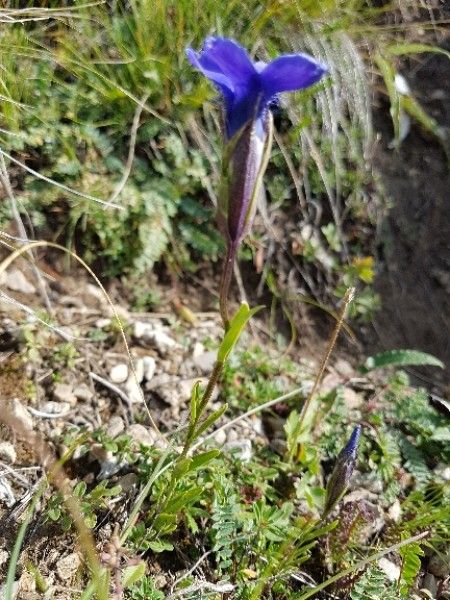 Gentianopsis ciliata bark
