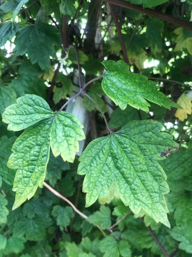 Clematis apiifolia — search result for 'Clematis'