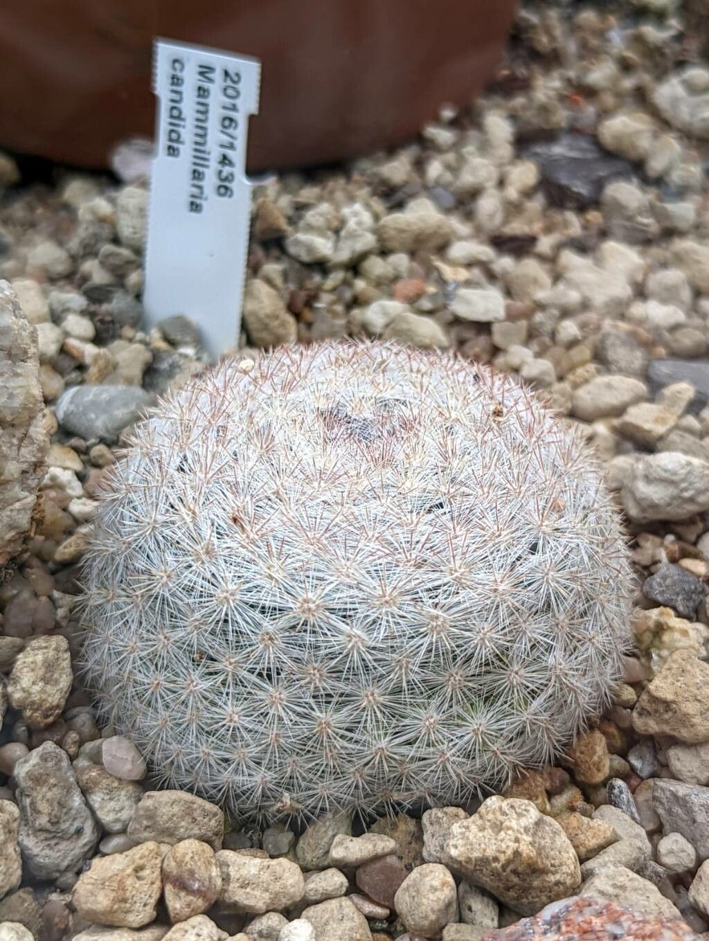 Mammillaria candida habit