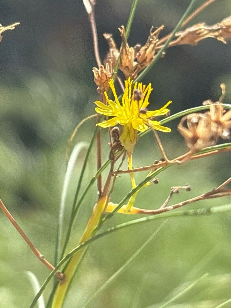 Sonchus microcarpus flower