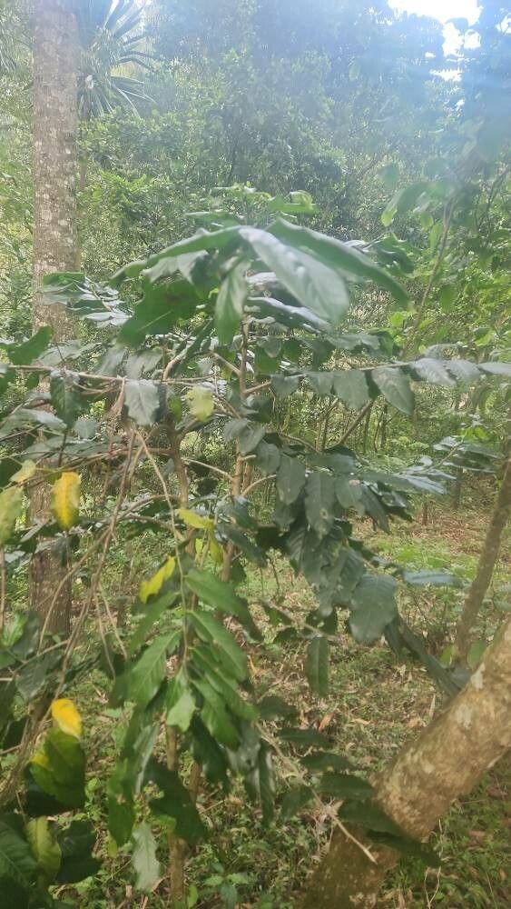 Casearia battiscombei habit