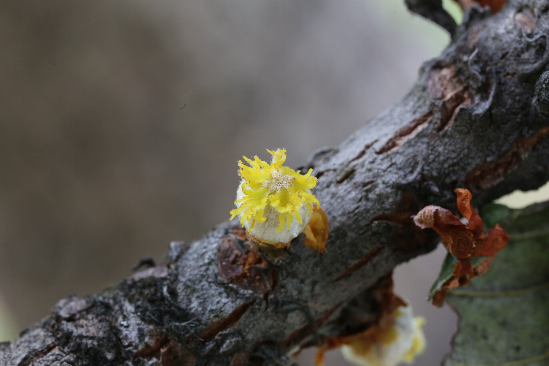 Uapaca robynsii flower