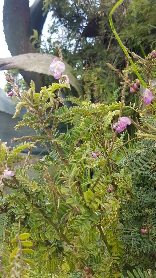 Coursetia dubia flower