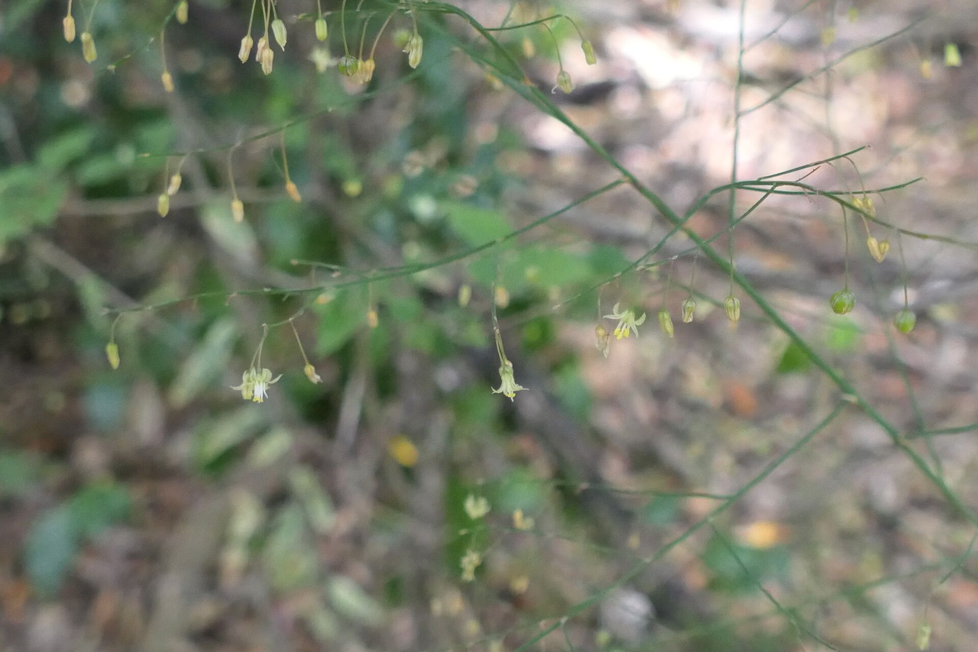 Asparagus virgatus flower