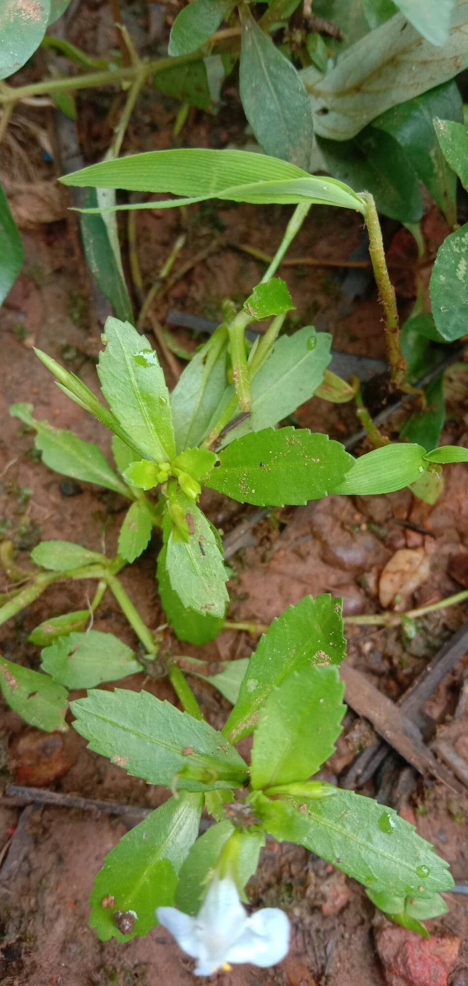 Bonnaya antipoda — related species from the same genus