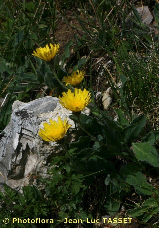 Hieracium ramondii habit