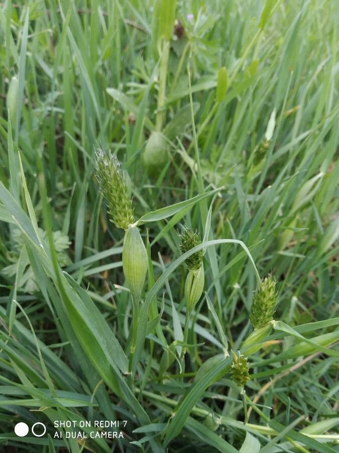 Alopecurus rendlei flower