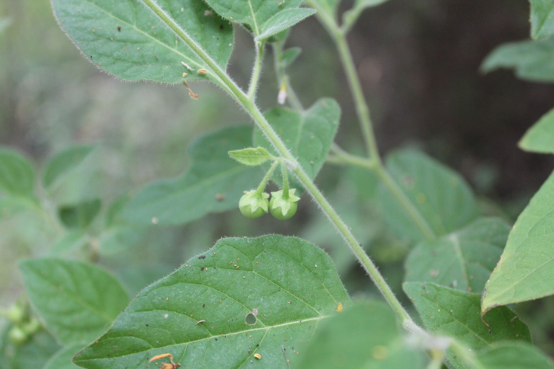 Solanum pruinosum — houseplant care guide