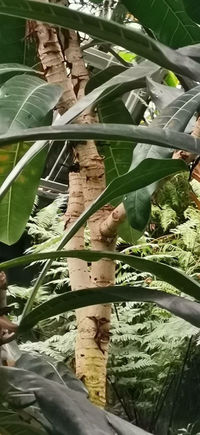 Ficus caballina bark