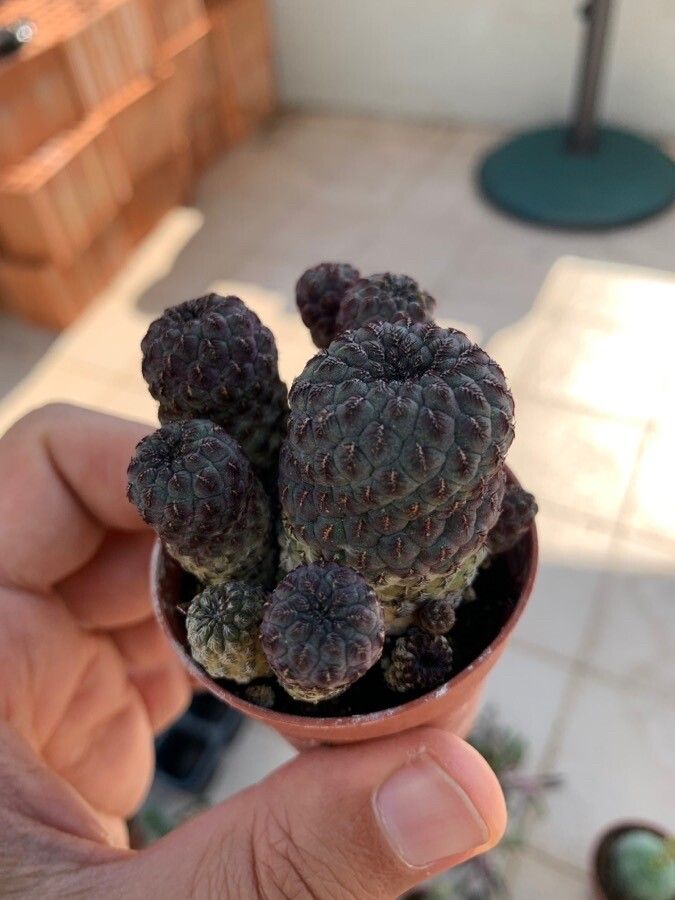 Aylostera steinmannii leaf