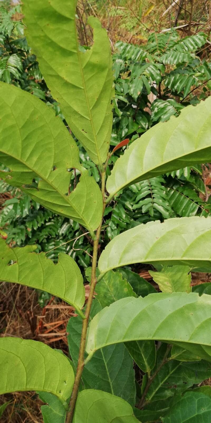 Homalium longistylum — houseplant care guide