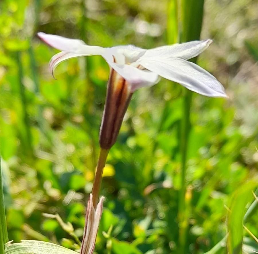 Ipheion uniflorum flower