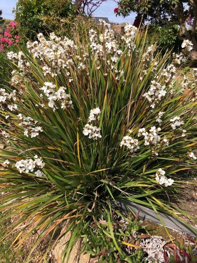 Libertia chilensis habit