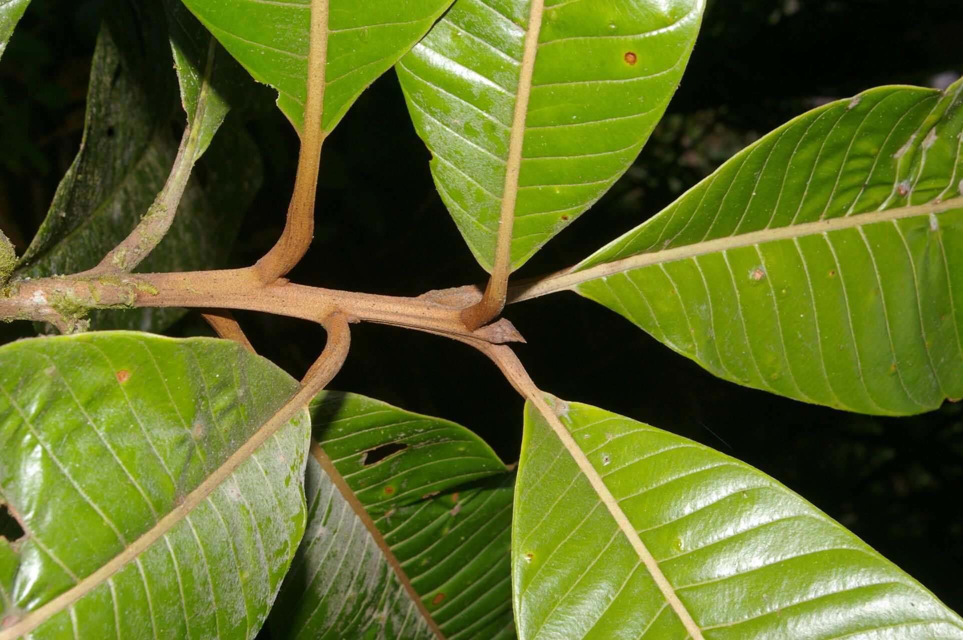 Pouteria silvestris bark
